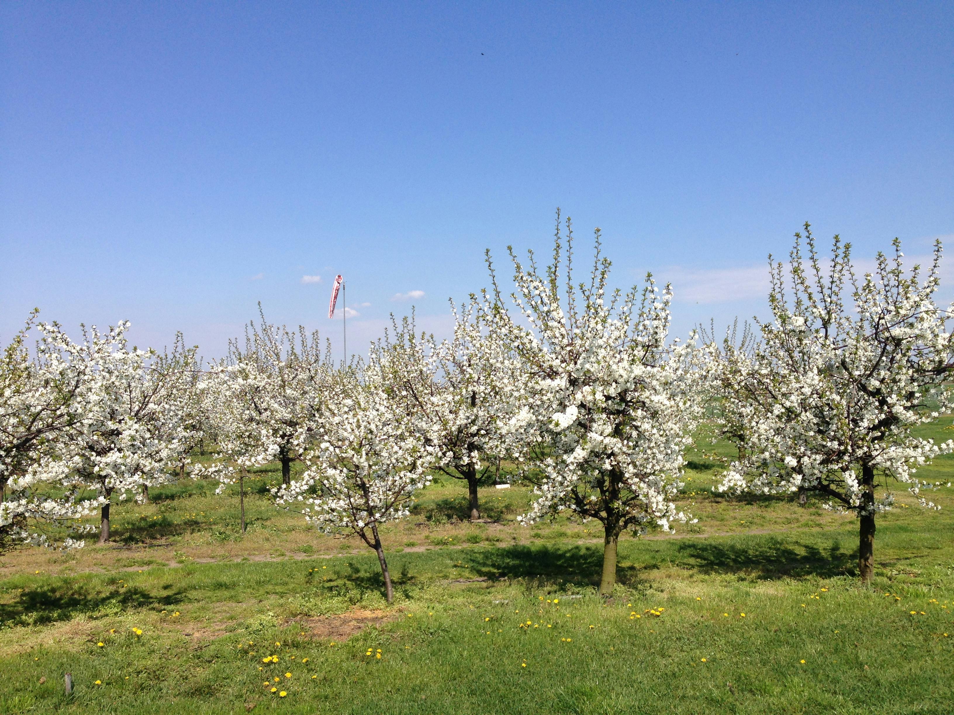Chojne, 2012. Blooming cherry trees.