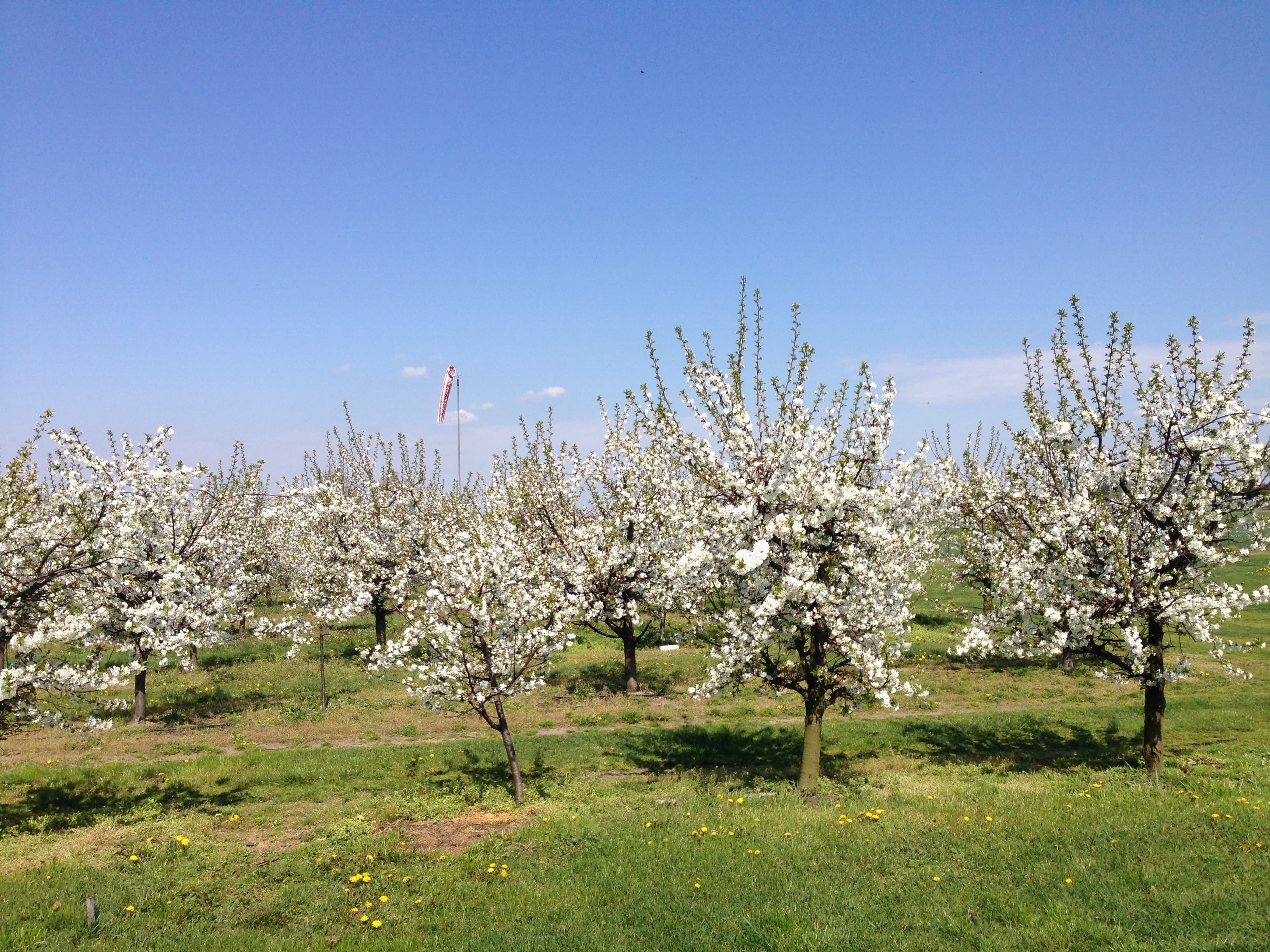 Chojne, 2012. Blooming cherry trees.