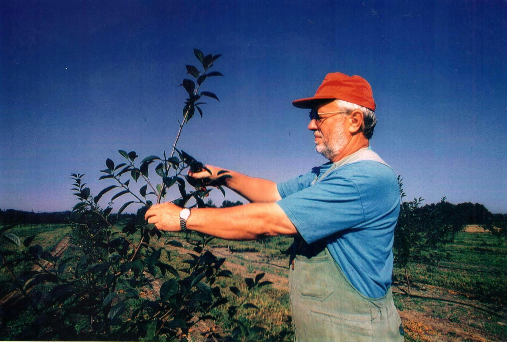 Właściciel sadu i lotniska, Zbigniew Kowalski, dokonuje zabiegów pielęgnacyjnych – przycinania gałęzi.